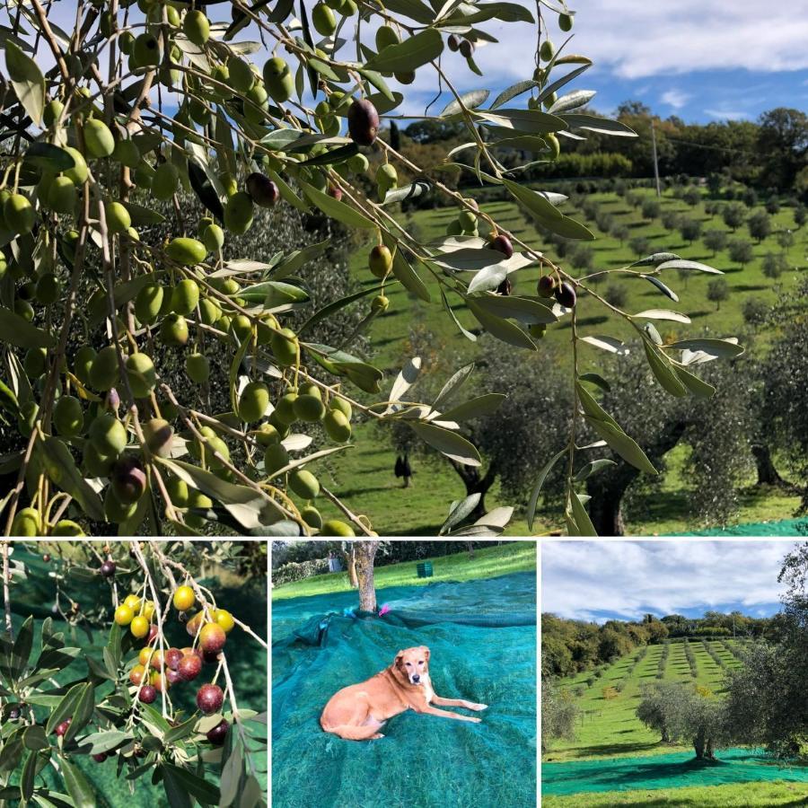 Agriturismo Poggio Del Drago 蒙特马拉诺 外观 照片